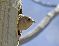 House Wren 7130